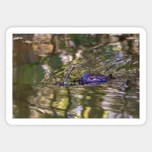 Eye See You - Swimming Alligator in Swamp Sticker